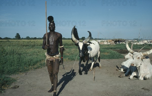 SUDAN, Farming, Dinka tribesman with piebald song ox. Note horns trained to particular shape to distinguish it.  The black and white markings known as marial is highly sought after.