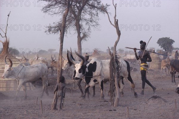 SUDAN, General, Dinka man with black and white song bull at cattle camp.