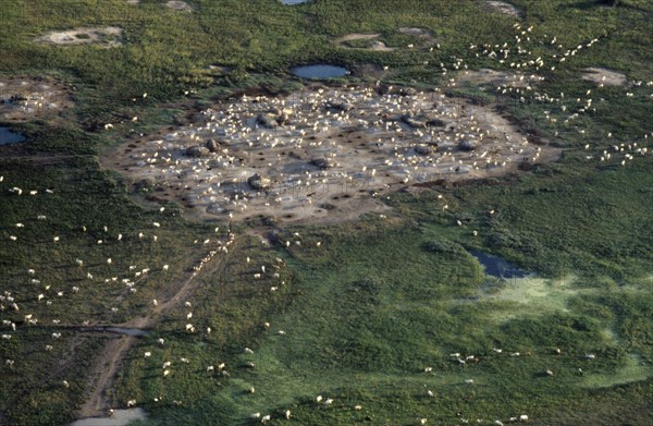 SUDAN, South, Radial Settlement, Aerial view over Dinka cattle camp.