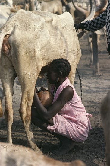 SUDAN, Farming, Young Dinka woman wearing pink Western style dress and jewellery milking cow in cattle camp.