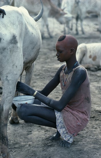SUDAN, Agriculture, Young Dinka woman with face and head coloured with red powder milking cow in cattle camp.