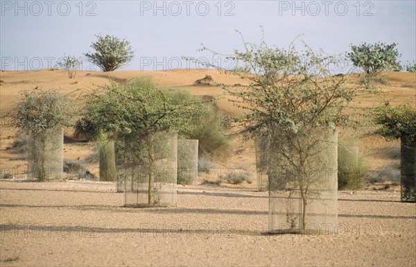 UAE, Dubai, Reaforestation on an extinct lake bed at the Al Maha Desert Resort