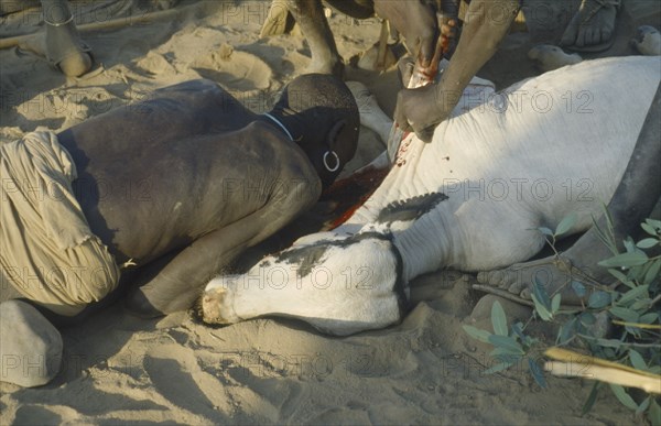 ETHIOPIA, Ceremony, Mursi man drinking blood from sacrificed ox during Nitha Age Set Ceremony.