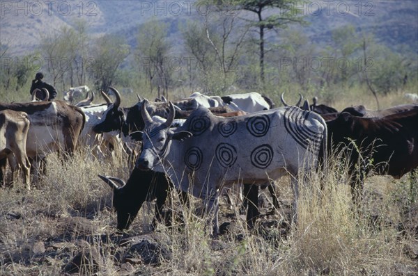 ETHIOPIA, Agriculture, Mursi cattle herd.