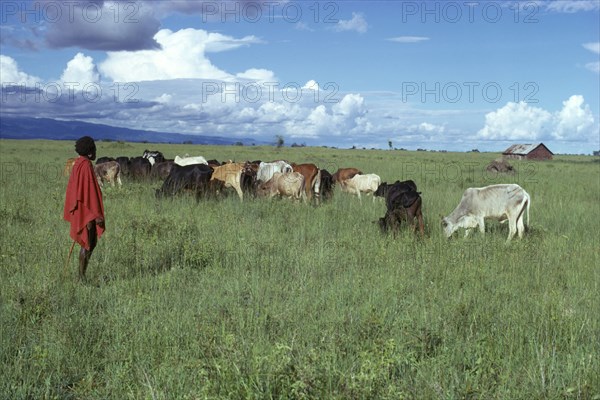 TANZANIA, Farming, Masai boy with cattle herd