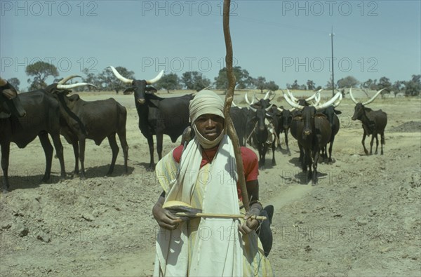 NIGERIA, Sahel, Young Fulani herdsman and longhorn cattle.