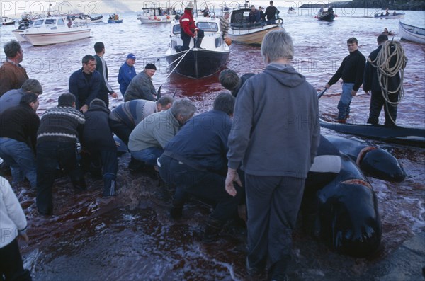 DENMARK, Faroe Islands, Streymoy Island, Torshavn.  Grindadrap traditional killing of pods of pilot whales.  Crowds on beach meeting small fishing boats bringing in whale carcasses.  Sea red with blood.