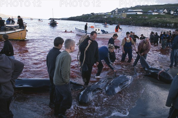 DENMARK, Faroe Islands, Streymoy Island, Torshavn.  Grindadrap traditional killing of pods of pilot whales.  Crowd gathered on beach to meet small fishing boats bringing in whale carcasses.