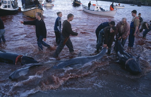 DENMARK, Faroe Islands, Streymoy Island, Torshavn.  Grindadrap traditional killing of pods of pilot whales.  Crowd gathered on beach to meet small fishing boats bringing in whale carcasses.  Sea red with blood.