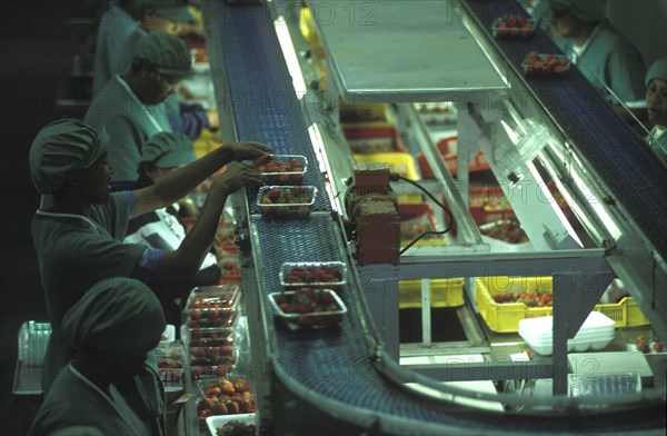 SOUTH AFRICA, Western Cape, Stellenbosch, Female production line workers grading and packing strawberries at Mooiberg fruit and vegetable farm