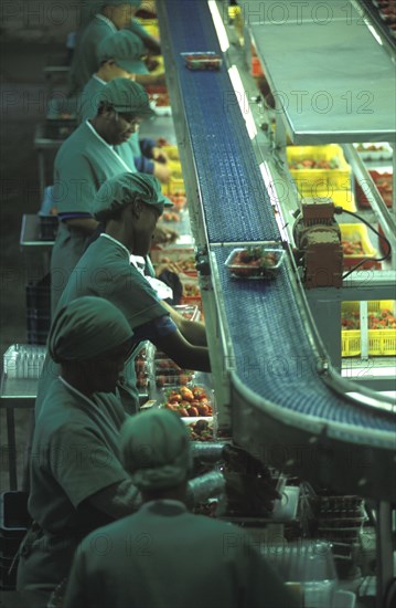 SOUTH AFRICA, Western Cape, Stellenbosch, Female production line workers grading and packing strawberries at Mooiberg fruit and vegetable farm