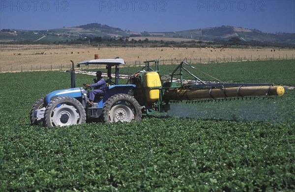 SOUTH AFRICA, Western Cape, Stellenbosch, Agricultural farm labourer spraying strawberry fields at Mooiberg fruit and vegetable farm