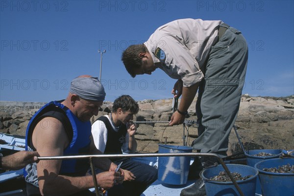 SPAIN, Galicia, Costa da Morte, Inspector weighing catch of goose barnacle fisherman.  Fishing was banned for a year after the 2002 Prestige oil disaster and daily catches are limited to six kilos.