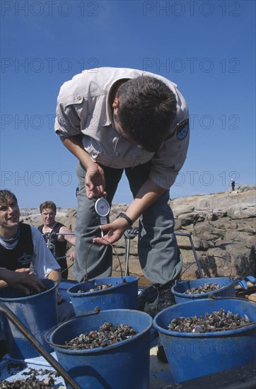 SPAIN, Galicia, Costa da Morte, Inspector weighing catch of goose barnacle fisherman.  Fishing was banned for a year after the 2002 Prestige oil disaster and daily catches are limited to six kilos.