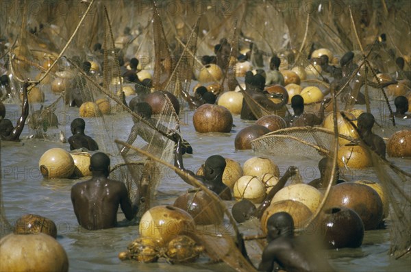 NIGERIA, Argungu, Fishing Festival.  Climax of festival when thousands of giwan ruwa fish confined in stretch of the Sokoto River are caught with hand held nets and calabashes.