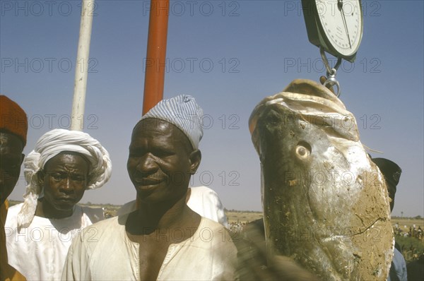 NIGERIA, Argungu, Fishing Festival.  Man weighing huge giwan ruwa fish caught during climax of three day festival.