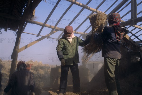 NORTH KOREA, Hwanghae Bukto, Unpa County, Harvesting flood damaged rice crop.