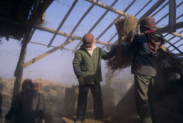 NORTH KOREA, Hwanghae Bukto, Unpa County, Harvesting flood damaged rice crop.