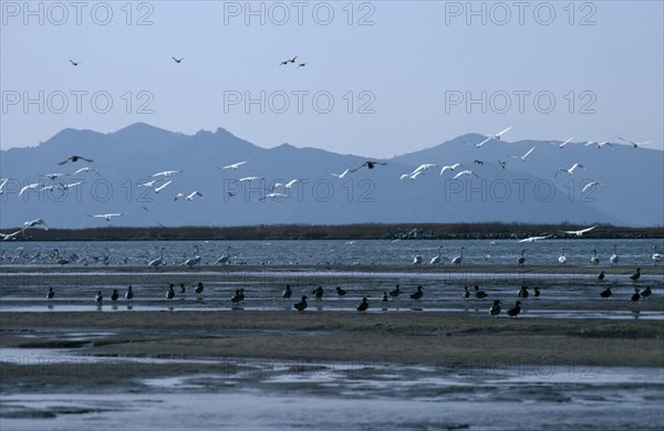 SOUTH KOREA, Nakdong Delta, One of the largest wintering grounds for migratory birds in Asia.