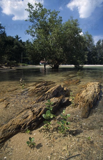 THAILAND, Krabi, Koh Lanta Yai, Klong Dao beach young mangroves growing in the shallow water amongst rocks with a mangrove tree in the distance