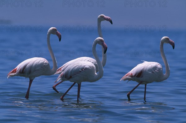 NAMIBIA, Walvis Bay, Flock of Greater Flamingoes wading in the shallow salt pans with the lagoon beyond