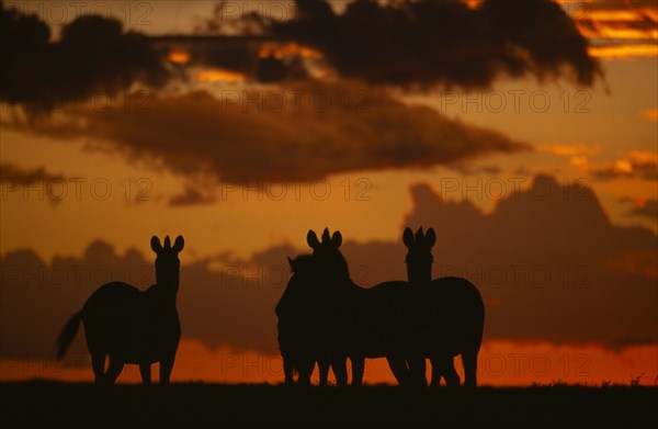 NAMIBIA, Etosha National Park, Plains Zebra silhouetted against an orange setting sky