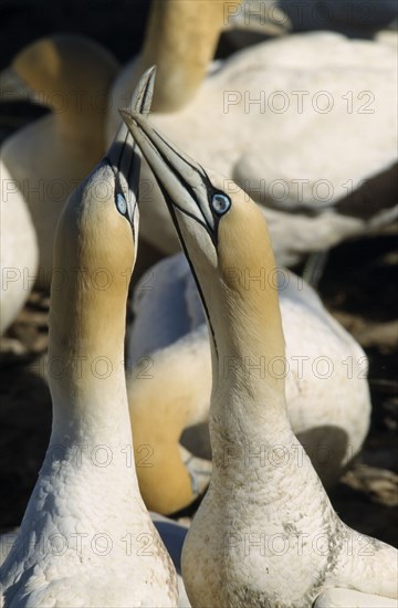 SOUTH AFRICA, Western Cape, Lamberts Bay, Pair of Cape Gannets among colony