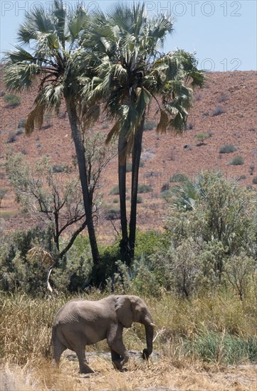 NAMIBIA, Damaraland, Lone desert Elephant walking past Palmwag Spring palm trees
