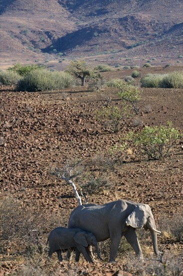 NAMIBIA, Damaraland, Mother and calf desert Elephants walking through arid desert landscape