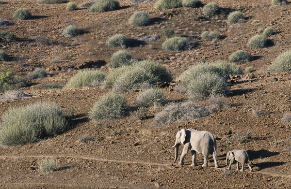 NAMIBIA, Damaraland, Mother and calf desert Elephants walking through arid desert landscape