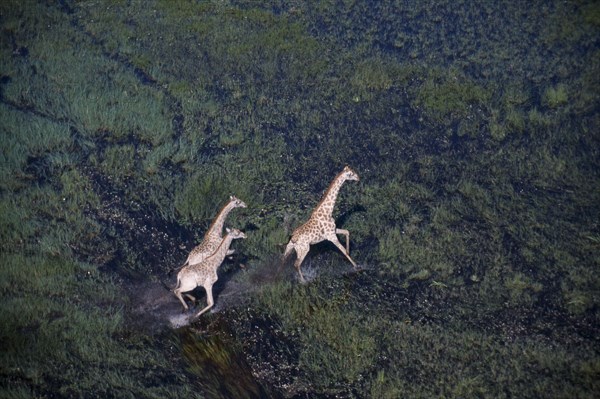 BOTSWANA, Okovango Delta, Aerial view looking down on three running Giraffes on the floodplains