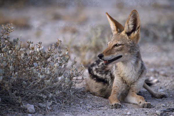 NAMIBIA, Etosha National Park, Black backed Jackal mother sitting next to bush in the evening light