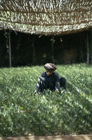 QATAR, Agriculture, Man working on experimental farm using hydroponics to cultivate plants.