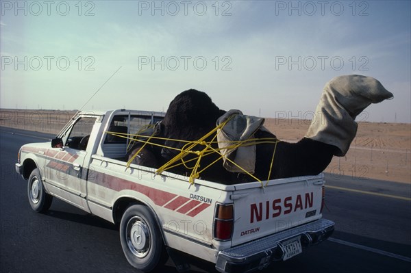 SAUDI ARABIA, Transport, Car traveling down road transporting a camel in the back.