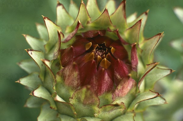 PLANTS, Flowers, Artichoke head detail.