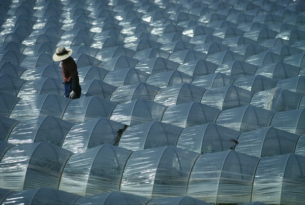 JAPAN, Tako, Chiba, Farmer working in field with plastic protecting watermelon crop.