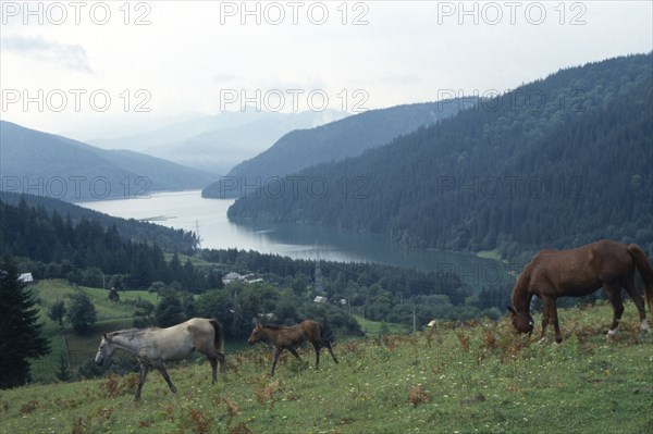 ROMANIA, Carpathian Mountains, Horses grazing on hillside in the foreground with Lake Bicaz beyond.