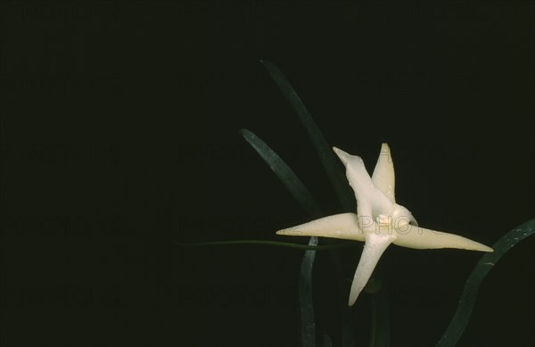 PLANT, Flower, Orchid, Angraecum Sesquipedale.  Orchid mentioned by Charles Darwin.  Has a nectary 12 inches in length and is pollinated by a particular moth.