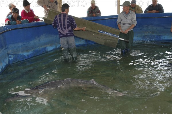 ROMANIA, Tulcea, Isaccea, Employees catching small female sturgeon ready to be released in the Danube River at the Casa Caviar sturgeon hatchery