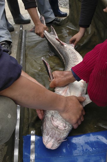 ROMANIA, Tulcea, Isaccea, Female sturgeon being inspected at the Casa Caviar sturgeon hatchery before being released in the Danube River