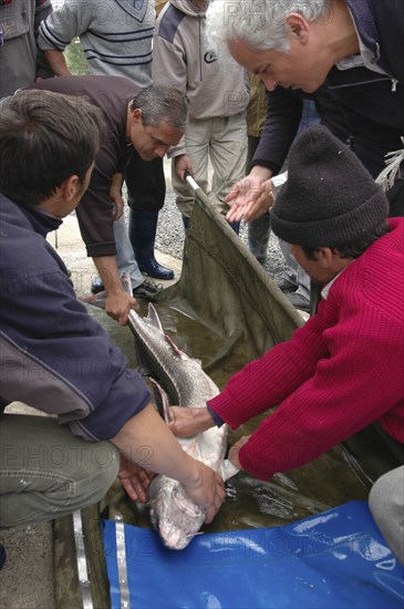 ROMANIA, Tulcea, Isaccea, Male sturgeon being tagged for tracking purposes at the Casa Caviar sturgeon hatchery before being released in the Danube River