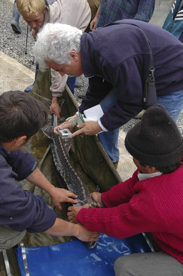 ROMANIA, Tulcea, Isaccea, Female sturgeon being tagged for scientific tracking purposes at the Casa Caviar sturgeon hatchery before being released in the Danube River