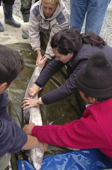 ROMANIA, Tulcea, Isaccea, Female sturgeon inspected for eggs at the Casa Caviar sturgeon hatchery before being released in the Danube River