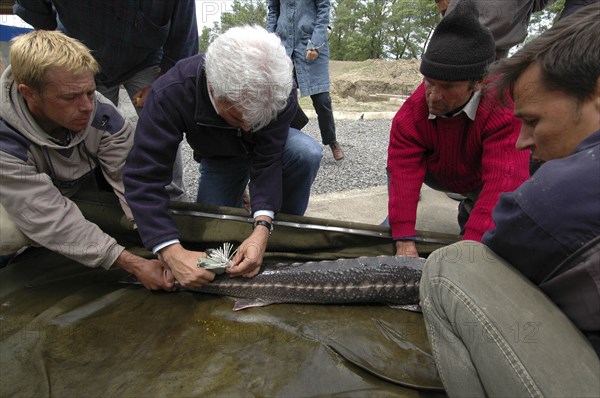 ROMANIA, Tulcea, Isaccea, Female sturgeon being tagged for scientific tracking purposes at the Casa Caviar sturgeon hatchery before being released in the Danube River
