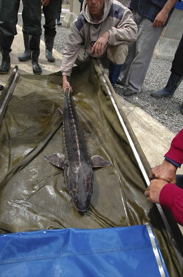 ROMANIA, Tulcea, Isaccea, Female sturgeon checked at the Casa Caviar sturgeon hatchery before being released in the Danube River