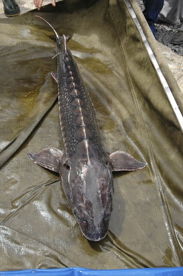 ROMANIA, Tulcea, Isaccea, Female sturgeon in full view at the Casa Caviar sturgeon hatchery before being released in the Danube River
