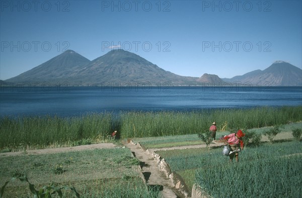 GUATEMALA, Agriculture, Market gardening on the shore of Lake Atitlan. People watering onions.