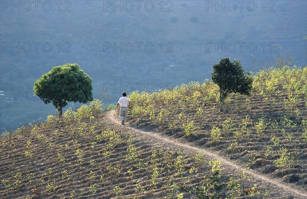 PERU, General, Man walking through a field of coca.  Coca is still traditionally chewed by the Andean Indians but is also the base of cocaine.