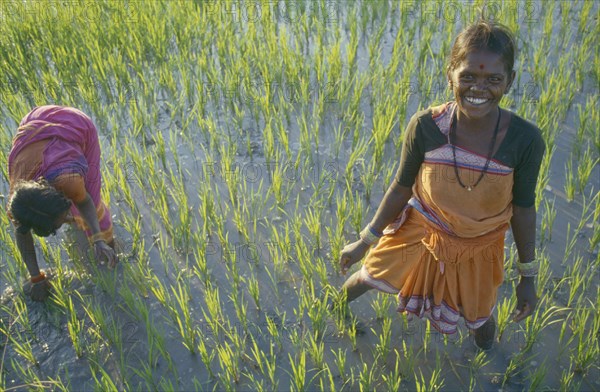 INDIA, Andhra Pradesh, Hyderabad, Women transplanting rice in paddy field.