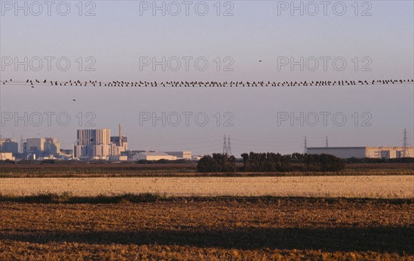 20059205 ENGLAND Kent Dungeness Nuclear Power station seen from across farm land in evening light with starlings perched on power cable lines.